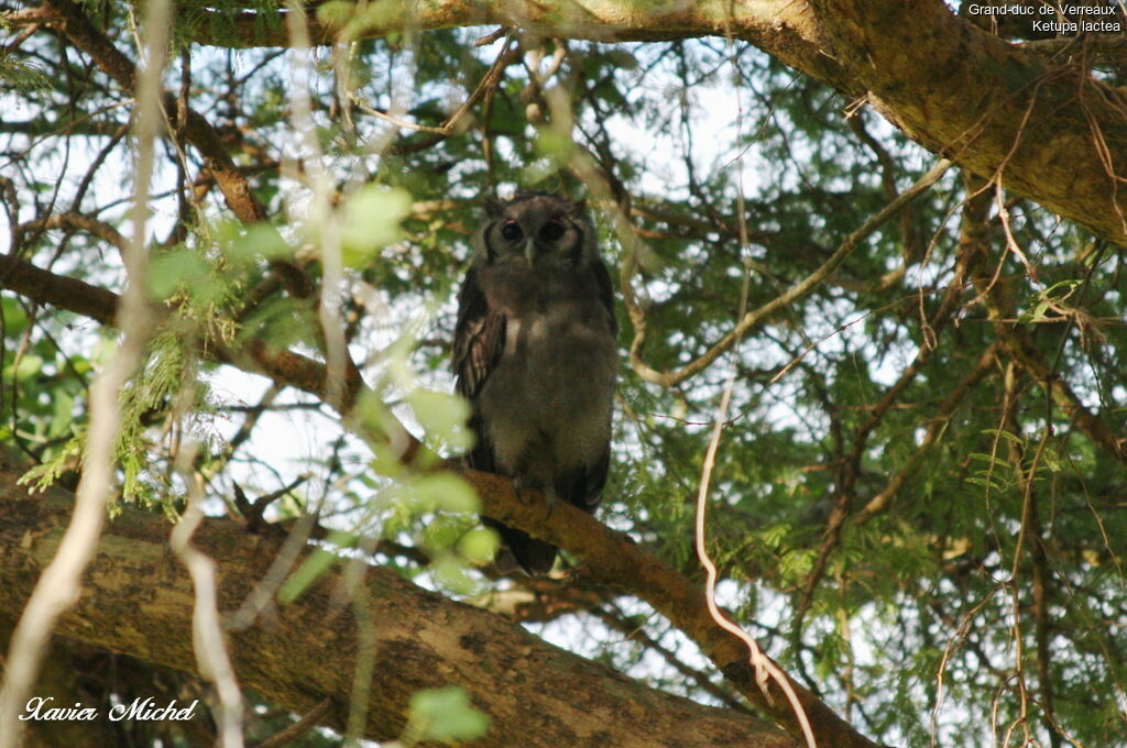 Verreaux's Eagle-Owl