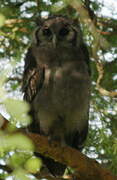 Verreaux's Eagle-Owl