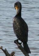 Great Cormorant