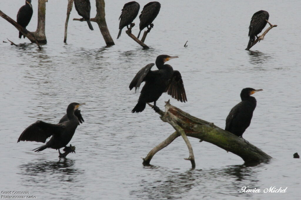 Great Cormorant