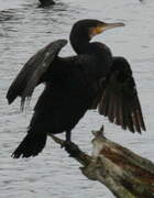 Great Cormorant