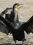 Great Cormorant