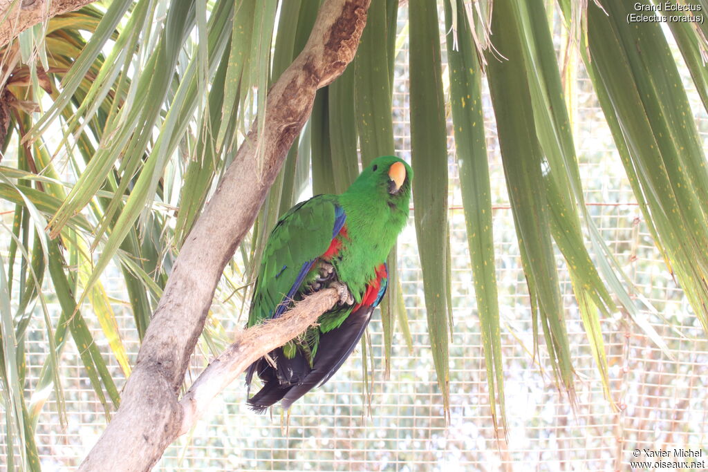 Eclectus Parrot male adult