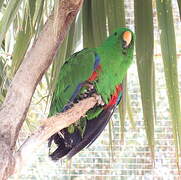 Moluccan Eclectus