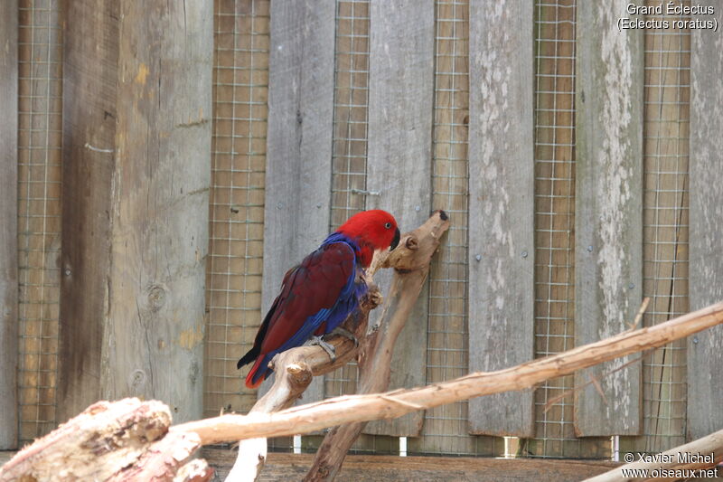 Eclectus Parrot female adult