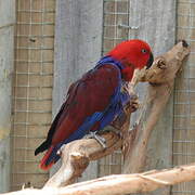 Moluccan Eclectus