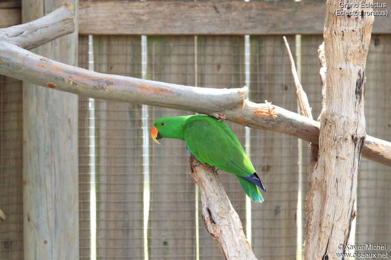 Moluccan Eclectus male adult