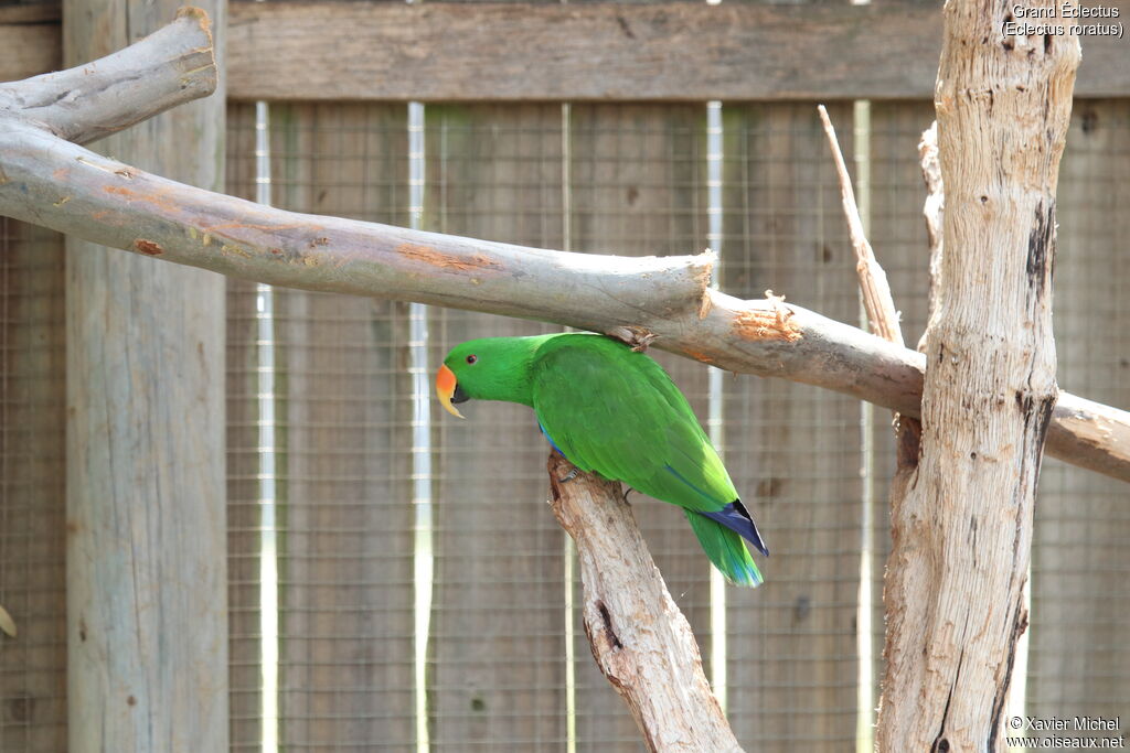 Moluccan Eclectus male adult