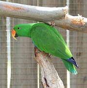 Moluccan Eclectus