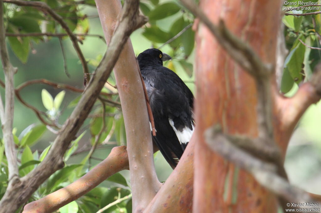 Pied Currawong