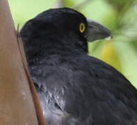 Pied Currawong