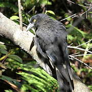 Pied Currawong