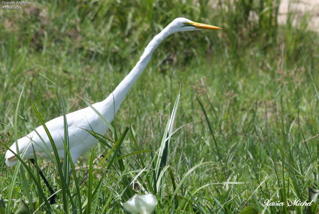 Grande Aigrette