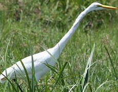 Grande Aigrette