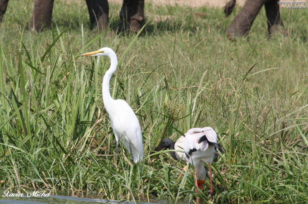 Grande Aigrette