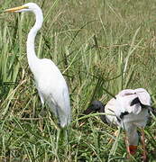 Grande Aigrette