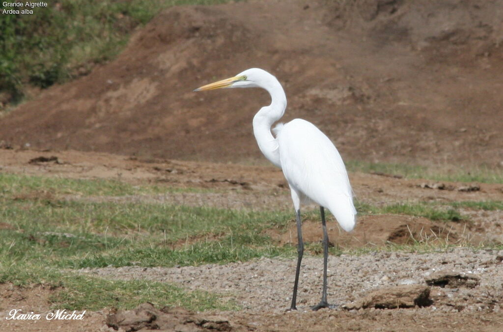 Great Egret