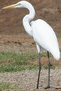 Grande Aigrette