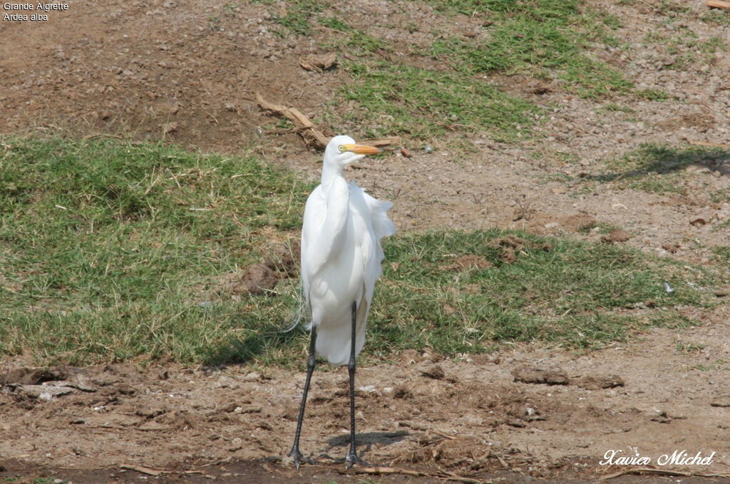 Grande Aigrette