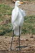 Grande Aigrette