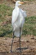 Great Egret