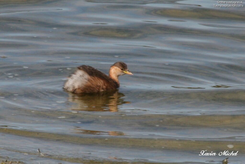 Little Grebe