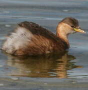 Little Grebe