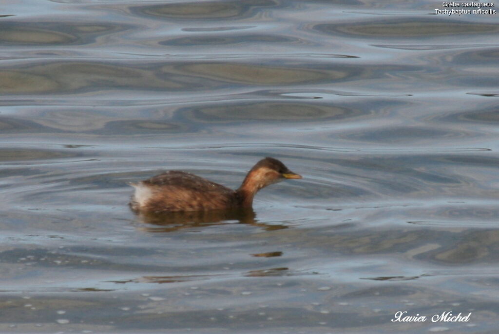 Little Grebe