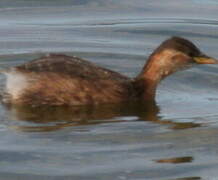 Little Grebe