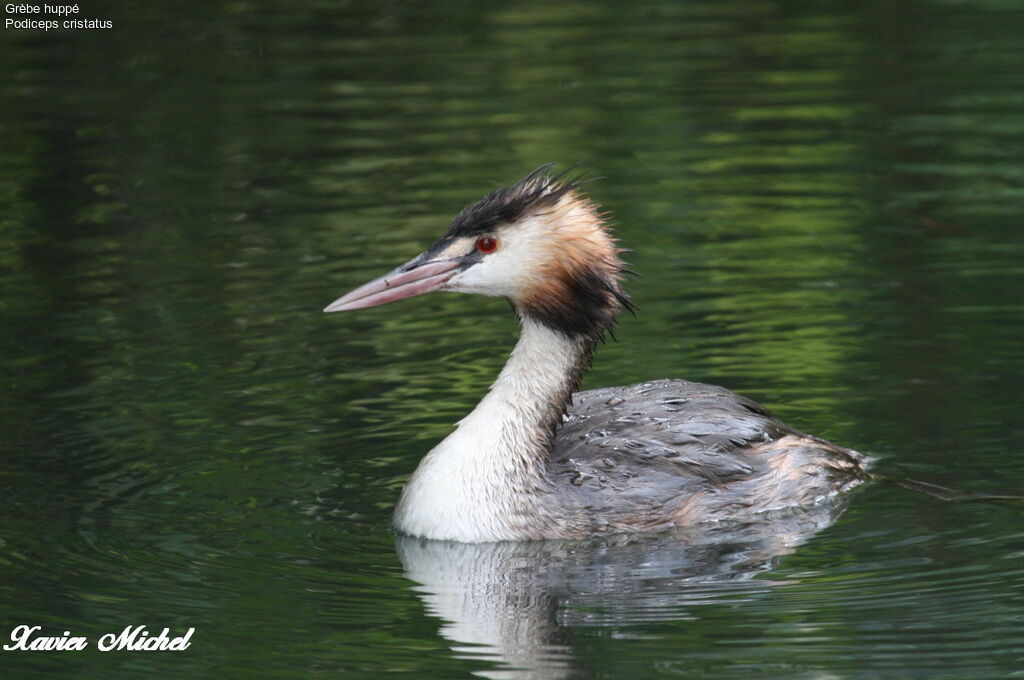 Great Crested Grebeadult, identification