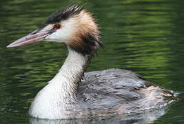 Great Crested Grebe