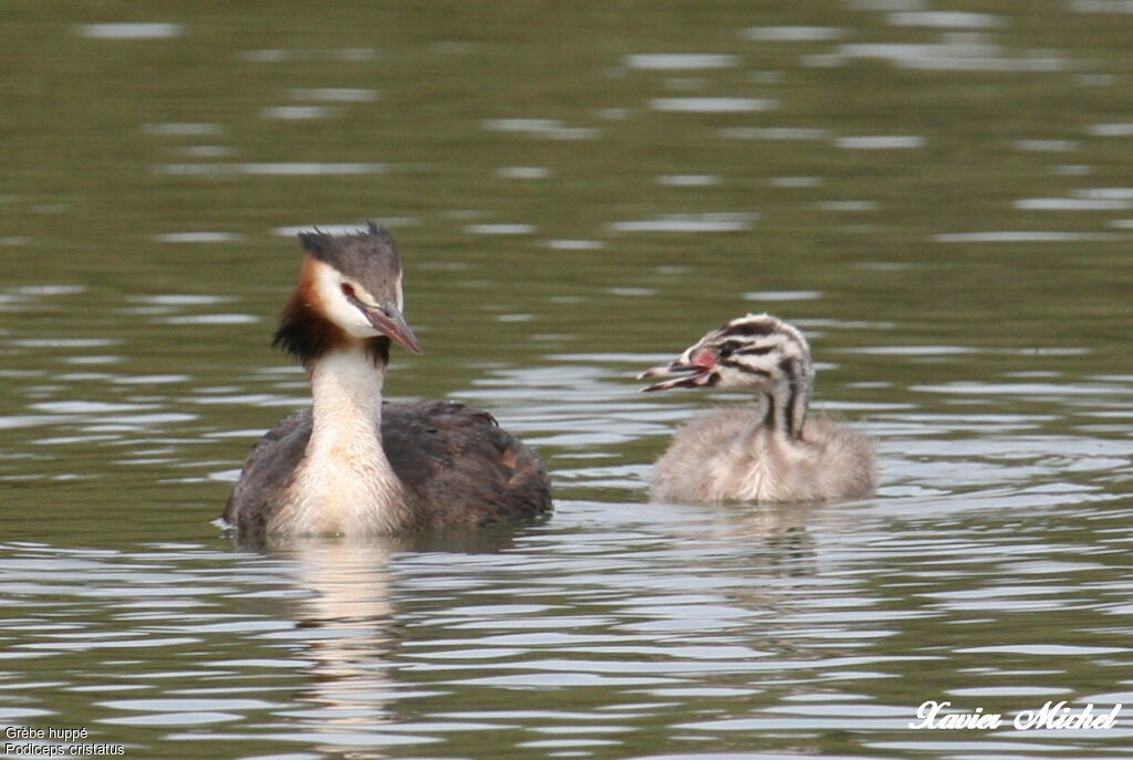 Great Crested Grebeadult