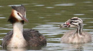 Great Crested Grebe