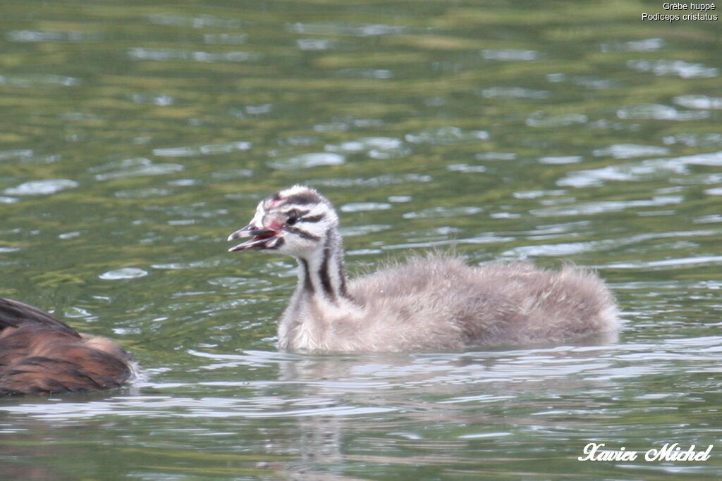 Grèbe huppé1ère année, identification