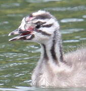 Great Crested Grebe