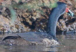 African Finfoot