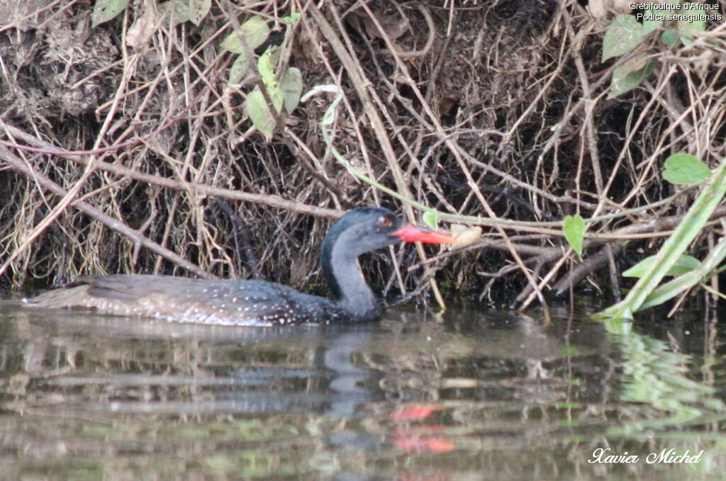 African Finfoot