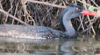 African Finfoot