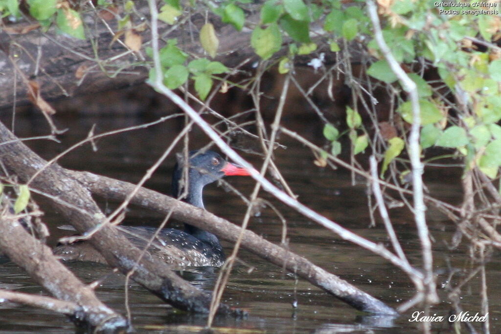 African Finfoot