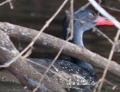 African Finfoot