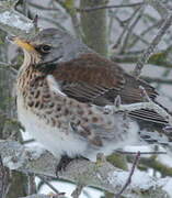 Fieldfare