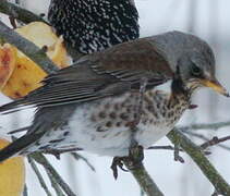 Fieldfare