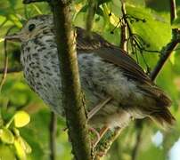 Song Thrush