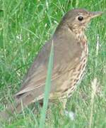 Song Thrush