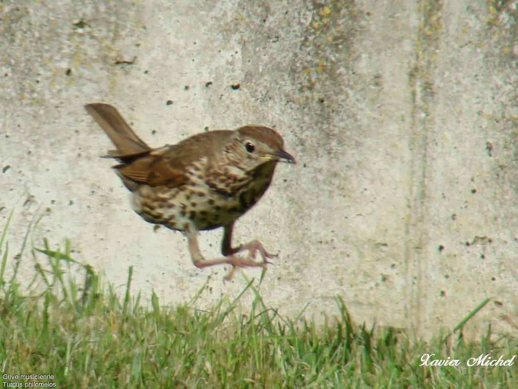 Song Thrush