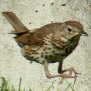 Song Thrush