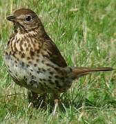 Song Thrush