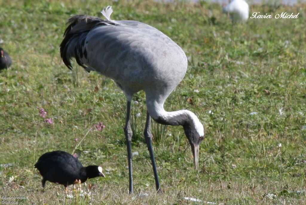 Common Crane