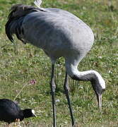 Common Crane