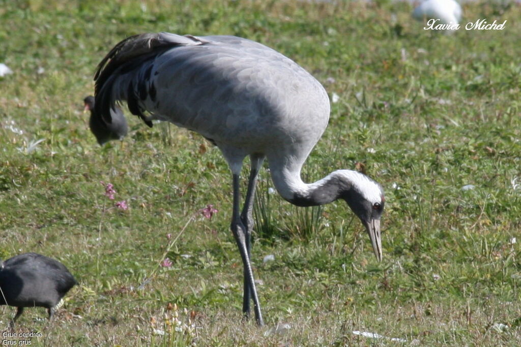 Common Crane